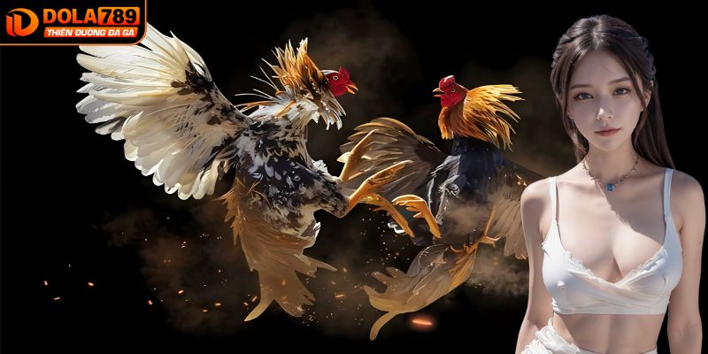 Tổng quan về sảnh đá gà DOLA789 đình đám