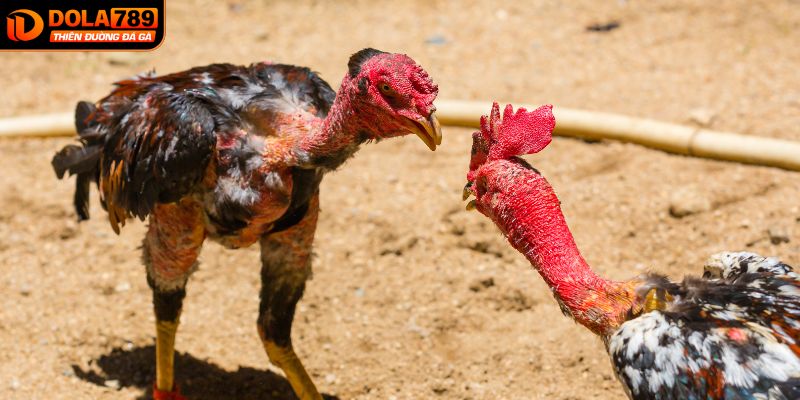 Theo dõi sát sao gà chiến sẽ giúp bạn tăng khả năng thắng