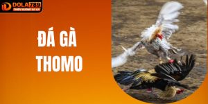 Đá Gà Thomo – Vũ Đài Nảy Lửa Của Những Kẻ Mạnh Nhất 2025