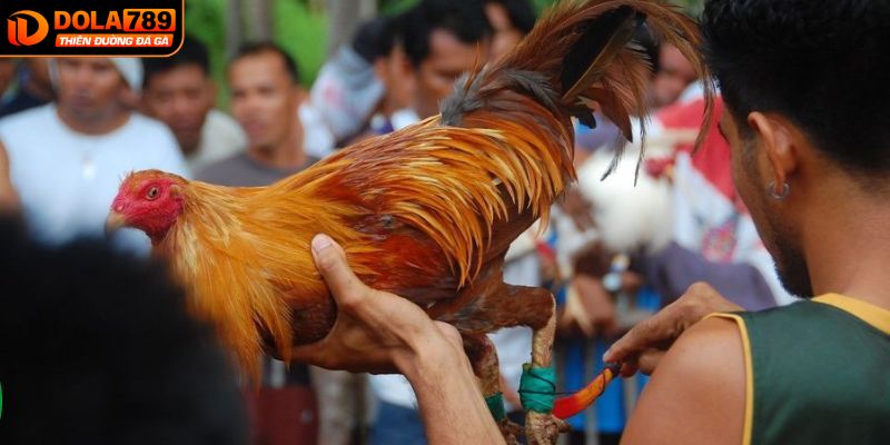 Kiểm tra chiến kê và cân nặng