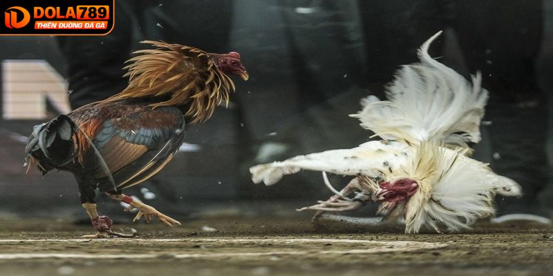 Cửa cược phổ biến trong đá gà Thomo