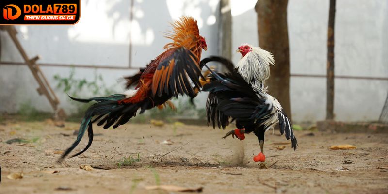 Lý do người chơi nên tham gia đá gà Thomo tại DOLA789