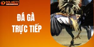 Đá Gà Trực Tiếp - Nơi Đối Đầu Của Các Chân Săn Gà Thực Thụ