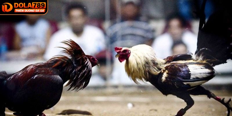 Giới thiệu thông tin về hình thức đá gà trực tiếp