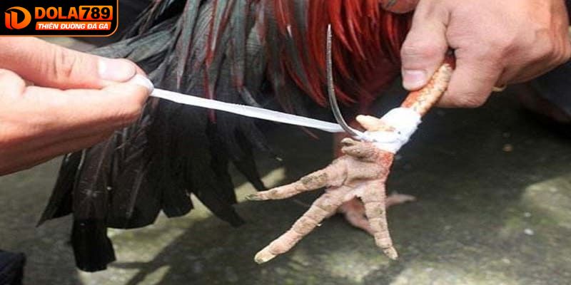 Hình thức chọi kê cựa dao kịch tính nhất DOLA789