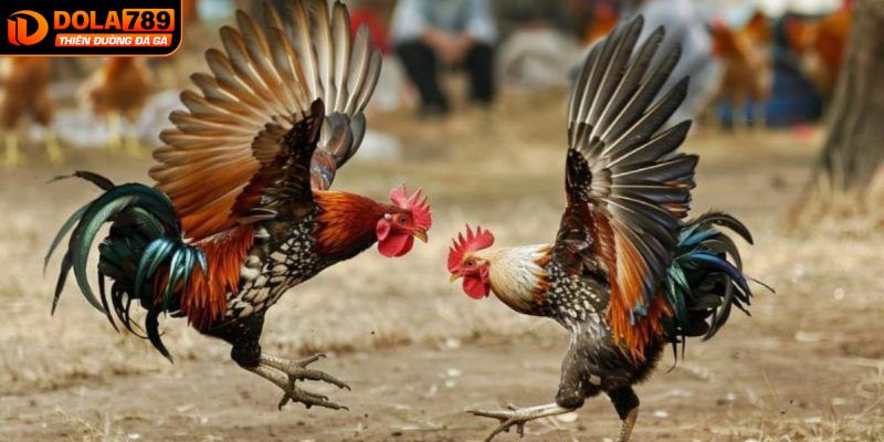 Tham gia đấu kê cựa tròn tại nhà cái DOLA789