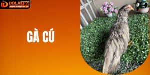Gà Cú DOLA789: Biểu Tượng Văn Hóa Và Giải Trí Đá Gà Việt Nam