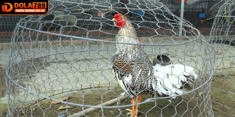 Đôi nét nổi bật về gà cú