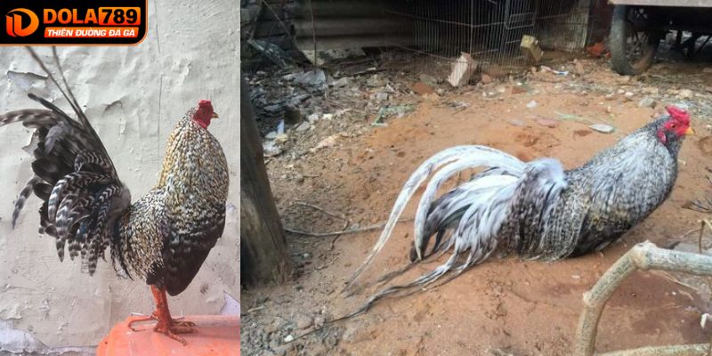 Điểm nổi bật của gà cườm