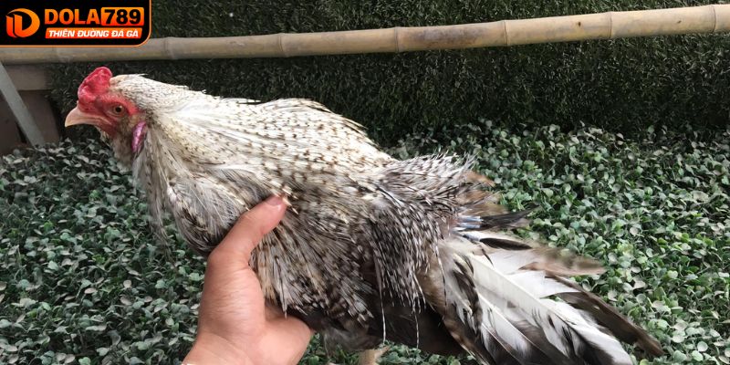 Đá gà cườm trong thời đại hiện nay