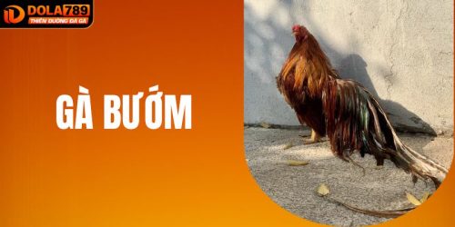 Gà Bướm DOLA789: Biểu Tượng May Mắn Trong Thế Giới Cá Cược