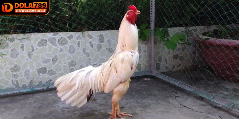 Đôi nét nổi bật về gà bướm