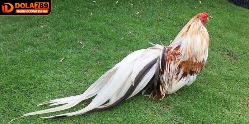 Chiến kê bướm có sức hút đặc biệt