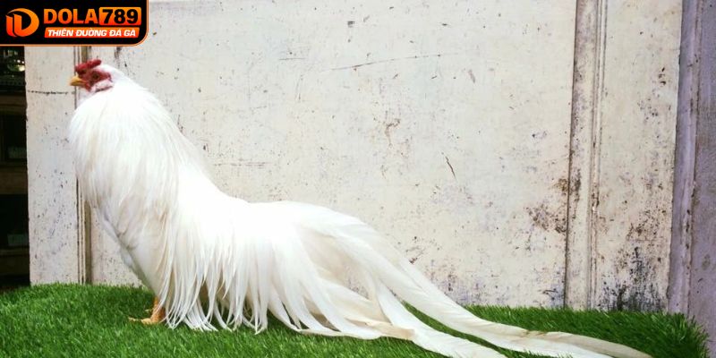 Lợi ích khi tham gia cá cược DOLA789