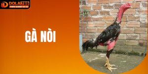 Gà Nòi Kịch Tính Từng Trận Đấu, Cược Dễ Thắng Tại DOLA789