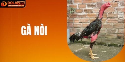 Gà Nòi Kịch Tính Từng Trận Đấu, Cược Dễ Thắng Tại DOLA789