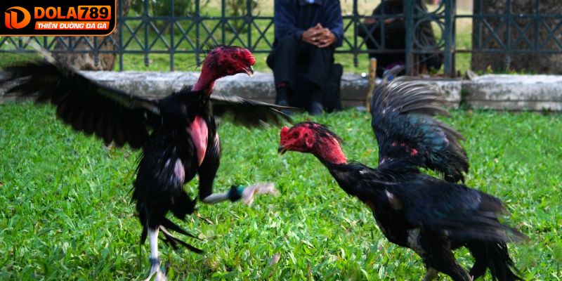Nét đẹp văn hóa chiến kê nòi