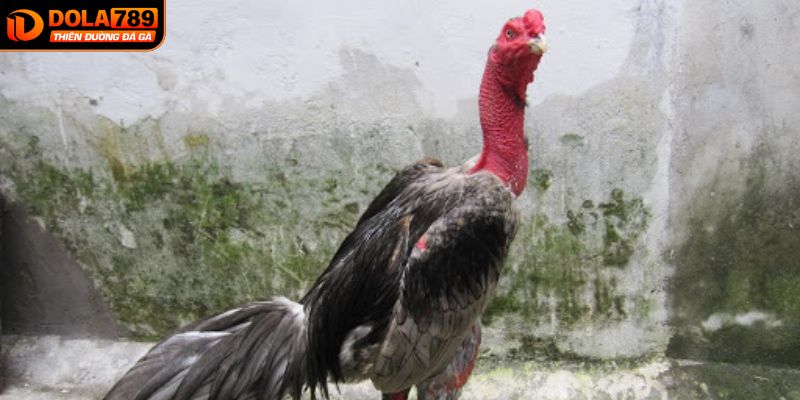 Lợi ích tham gia cược đá gà tại DOLA789