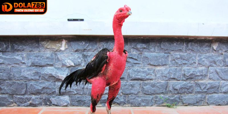 Mẹo chơi đá gà nòi bách thắng