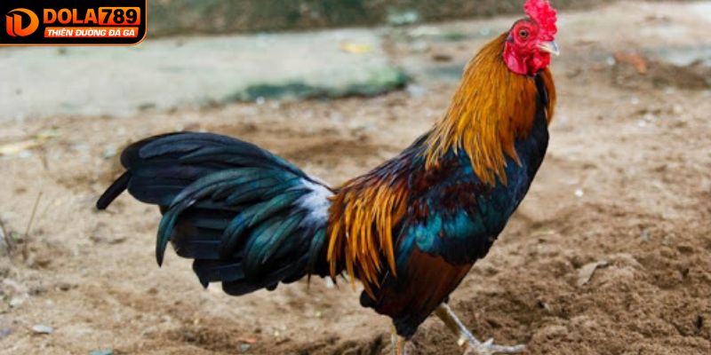 Đôi nét về chiến kê gà tre