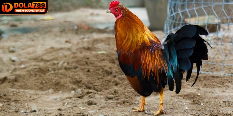 Mẹo cá cược đá gà hiệu quả