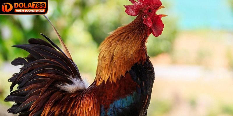 Lưu ý khi cá cược đá gà tại DOLA789