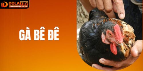 Gà Bê Đê Lối Đá Khó Đoán, Cược Độc Lạ Tại DOLA789 Uy Tín