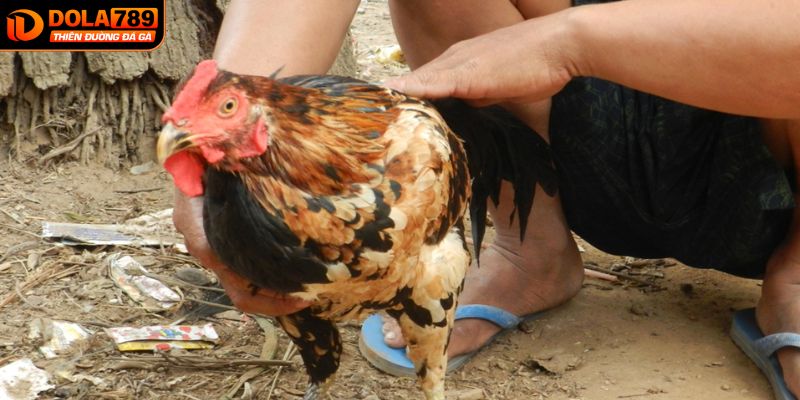 Mẹo cá cược đá gà DOLA789