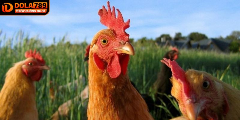 Lợi ích khi cược đá gà tại DOLA789