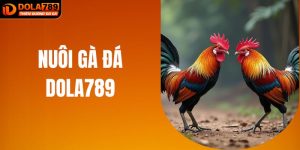 Nuôi Gà Đá Như Dân Chuyên: Bí Thuật Gà Chiến Từ DOLA789