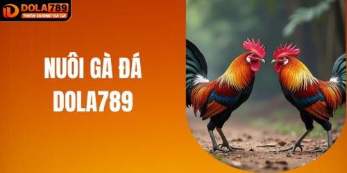 Nuôi Gà Đá Như Dân Chuyên: Bí Thuật Gà Chiến Từ DOLA789