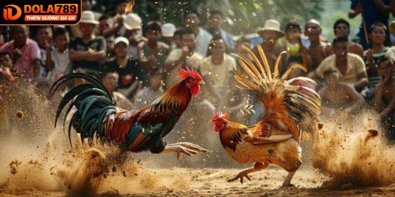 Nuôi gà đá là gì trong thế giới của DOLA789?
