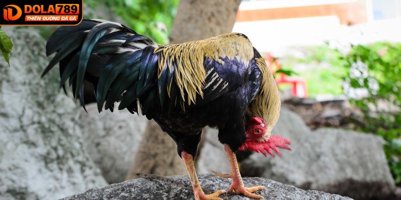 Sự khác biệt giữa một huấn luyện gà và một người đấu gà