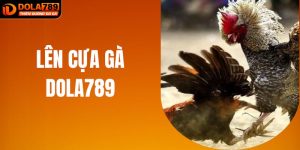 Bí Thuật Lên Cựa Gà - Phép Màu Giúp Chiến Thắng Tại DOLA789