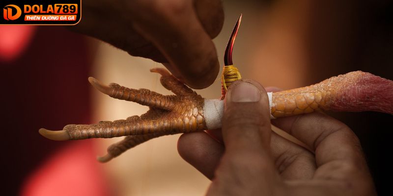 Những thành phần cần có khi lên cựa gà đá tại DOLA789