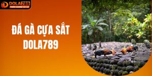 Đá Gà Cựa Sắt DOLA789: Võ Đài Đẫm Máu Của Các Chiến Kê Thép