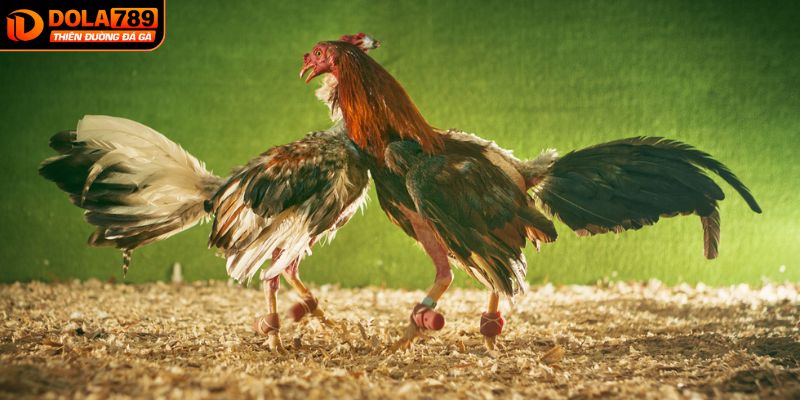 Phân loại các loại cựa sắt phổ biến nhất