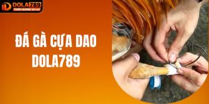 Đá Gà Cựa Dao Tại Đấu Trường DOLA789: Phân Tích Chi Tiết