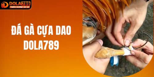 Đá Gà Cựa Dao Tại Đấu Trường DOLA789: Phân Tích Chi Tiết