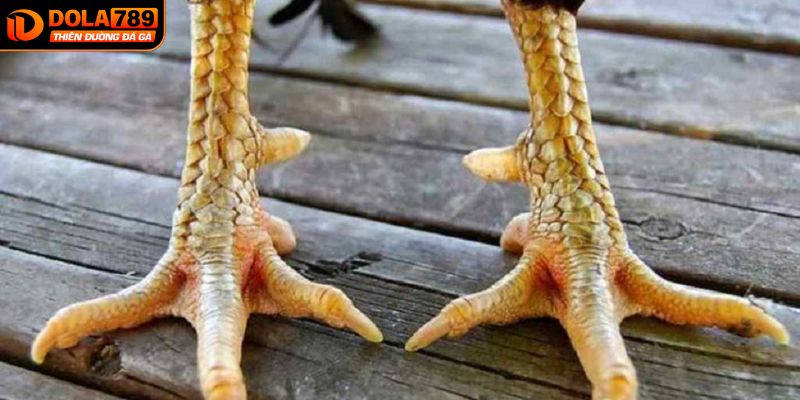 Đá gà cựa dao là gì?