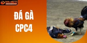 Đá Gà CPC4| Giải Đấu Đình Đám Cho Những Người Đam Mê Cược Gà