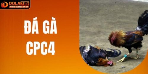 Đá Gà CPC4| Giải Đấu Đình Đám Cho Những Người Đam Mê Cược Gà