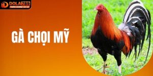 Gà Chọi Mỹ - Bí Kíp Chọn Gà Đá Mỹ “Bách Chiến Bách Thắng”