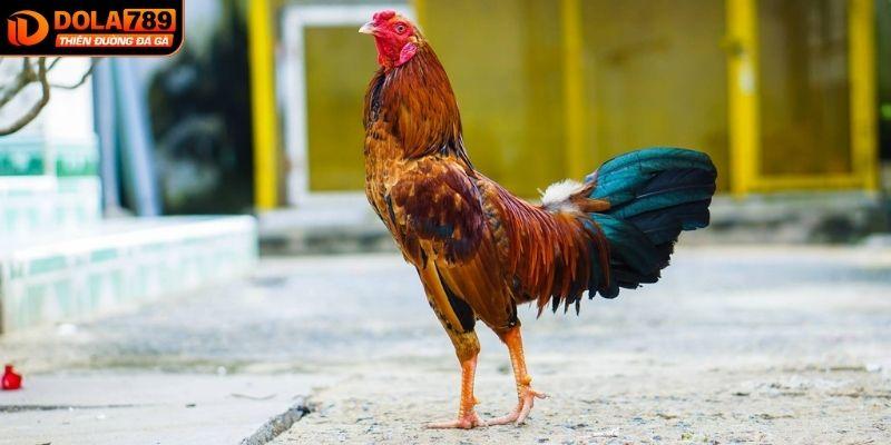 Gà chọi Mỹ sở hữu cơ bắp săn chắc