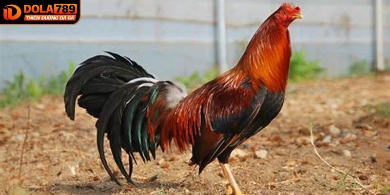 Chọn gà đá Mỹ với bộ lông dài và dày