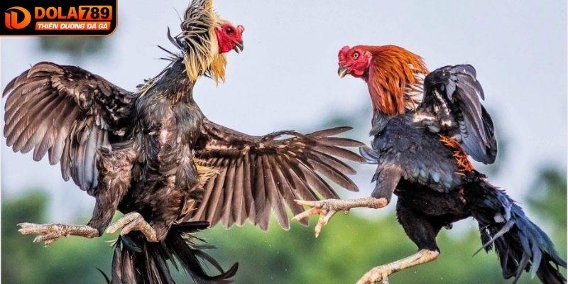 Lựa chọn gà có sức bền cao và chịu đòn tốt